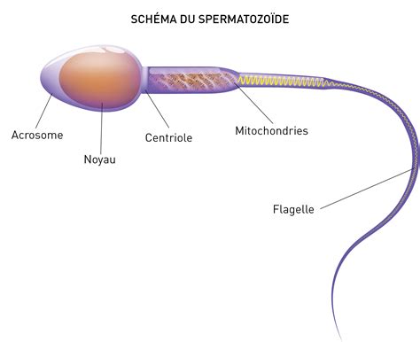 temps spermatozoïdes ovule|Combien de temps faut